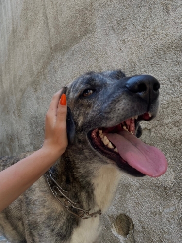 ACİL İLAN KANGAL KIRMASI İSMİ ZEUS fotoğraf