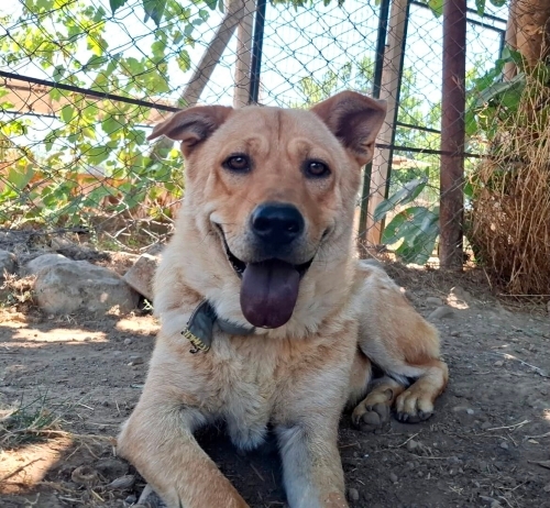 Chow chow melezi kızımıza acil yuva arıyoruz fotoğraf