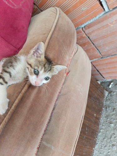 Annesi alınmış tek başına fotoğraf