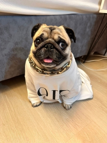 9 yaşında sevimli erkek pug yeni yuvasını arıyor fotoğraf