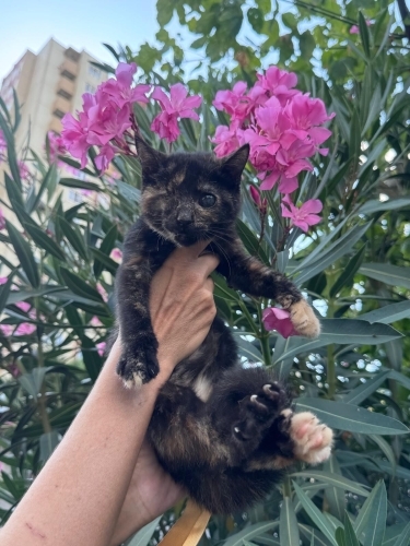 Bereket kedisi Tortoiseshell Zeyna iç dış parazitleri karma aşısı yapıldı fotoğraf