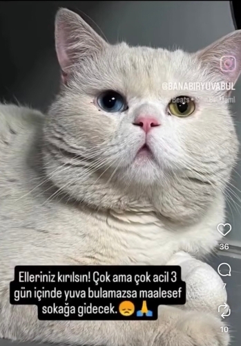 Kocayanak yuva arıyor fotoğraf
