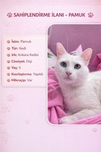 Ücretsiz kedi sahiplenme fotoğraf