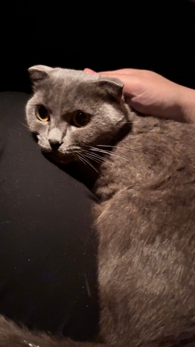 Evden atılan kedi Moçi acil yuva fotoğraf