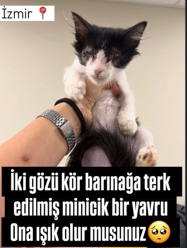 Kör Yavruya Çok Acil Yuva fotoğraf