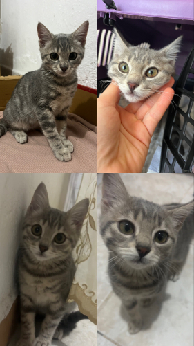 Oyuncu, sevgi dolu ve meraklı fotoğraf