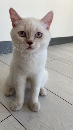 Sevimli erkek kedimiz fotoğraf