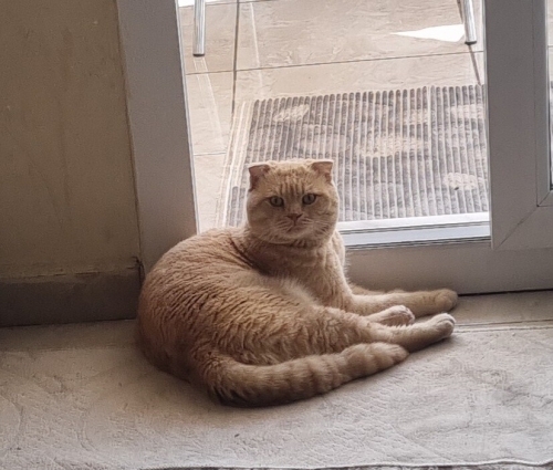 Çok uysal oyun sever saldırganlığı yok melez bir kedi fotoğraf