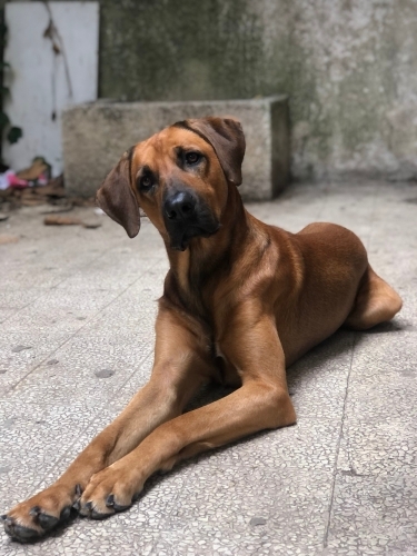 Uyumlu ve korumacı fotoğraf