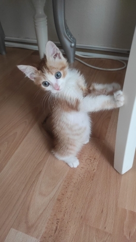 Tek başına yolda bulundu ömürlük yuva arıyoruz fotoğraf