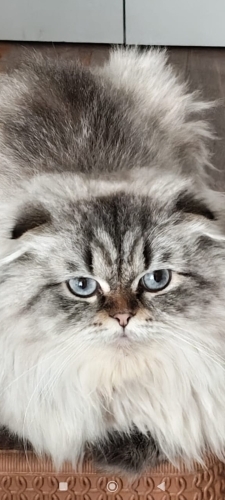 Gerçekten sahip çıkacak Yuva arıyorum fotoğraf