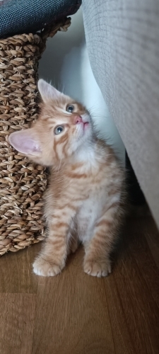 Minik pamuk prensimize yuva fotoğraf