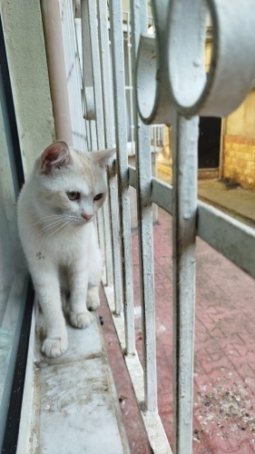 Cok uysal kedise yuva ariyoruz fotoğraf