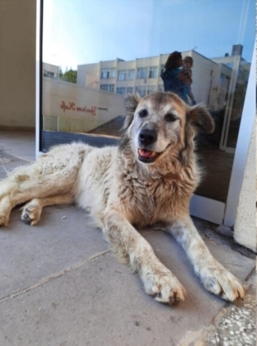 YELLOZ KALICI YUVASINI ARIYOR fotoğraf