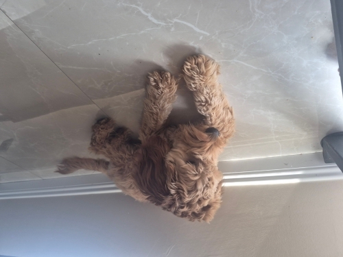 Ücretsiz yuva maltipoo köpeğimiz fotoğraf
