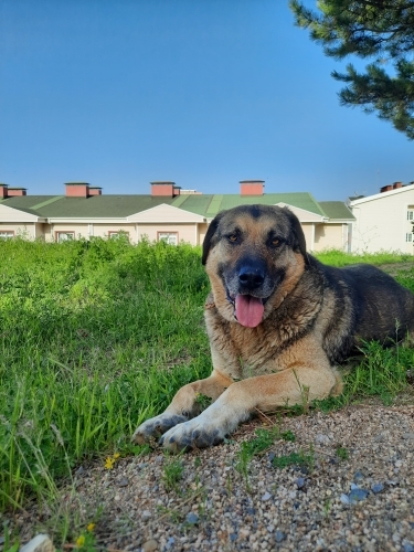 TOSUN KALICI YUVASINI ARIYOR fotoğraf