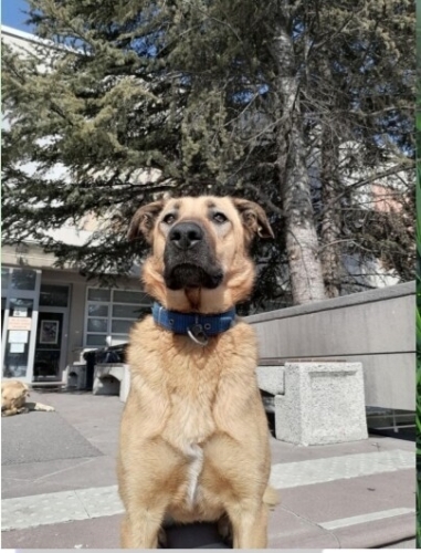 SERBEST KALICI YUVASINI ARIYOR fotoğraf