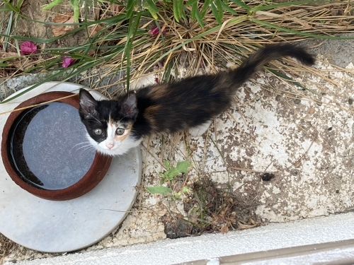 Arabaların arasında kalmış minicik bir can… Şimdi yuvasını arıyor fotoğraf