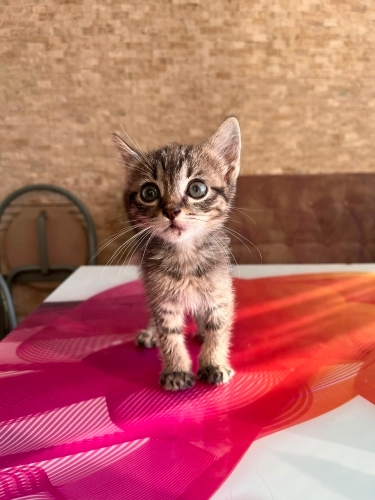 ACİL BEYLİKDÜZÜ Fındık Yuva Arıyor! fotoğraf