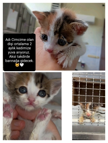 Veteriner Fakültemizde baktığımız Cimcime İsimli kedimize yuva arıyoruz. fotoğraf