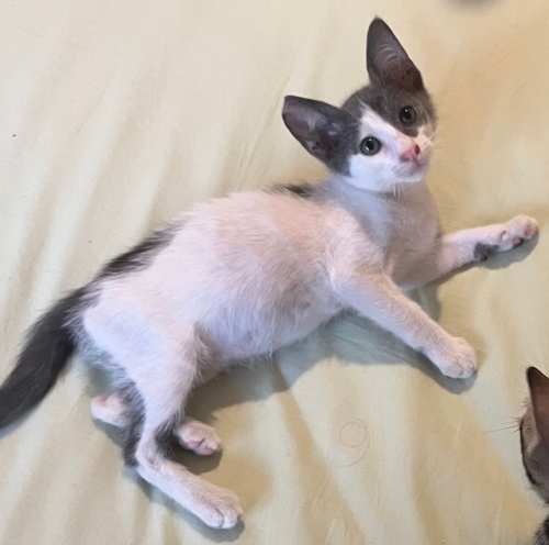 2 aylık minik oğlan yuva arıyor fotoğraf