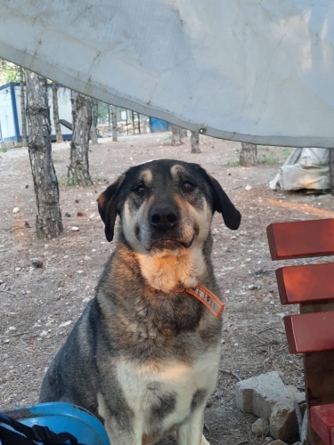 KÜL KALICI YUVASINI ARIYOR fotoğraf
