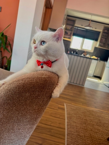 Kokoşu sahiplendiriyoruz fotoğraf