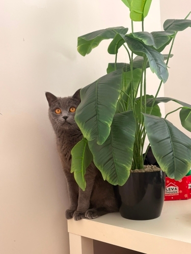 British shorthair Ücretsiz Sahiplendirme fotoğraf
