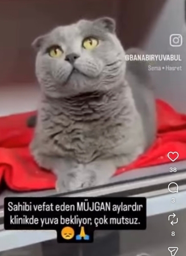 Müjgan yuva arıyor fotoğraf