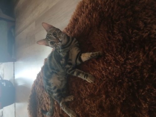 6 Aylık sevecen oyuncu dişi fotoğraf