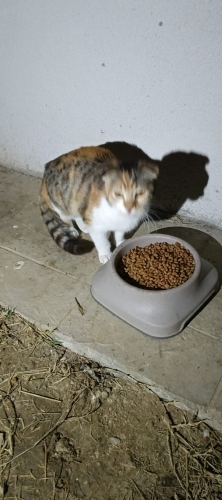 kırık kulağa yuva fotoğraf