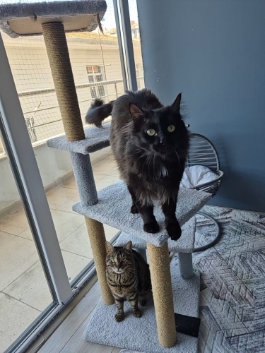 Sparky ve Blacy'nin ailesi olmak ister misiniz? fotoğraf