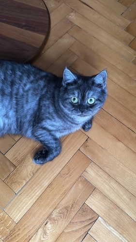 Sokağa atılan Mamba fotoğraf