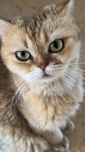 BADEM 3 YAŞINDA KISIR fotoğraf