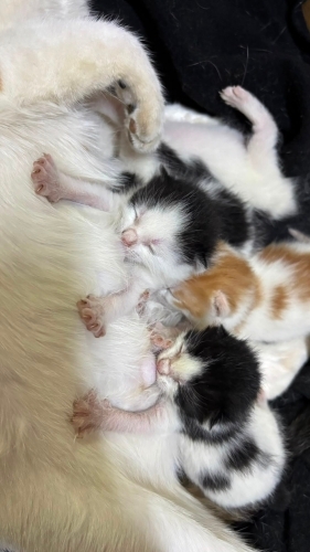 Miniminnoş bal bebeklere Acil 🏡 yuva fotoğraf