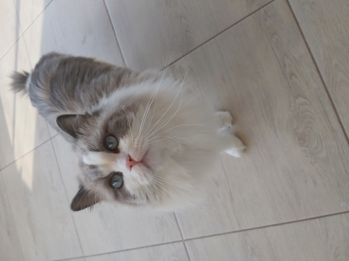 Erkek ragdoll kedimiz için yuva fotoğraf
