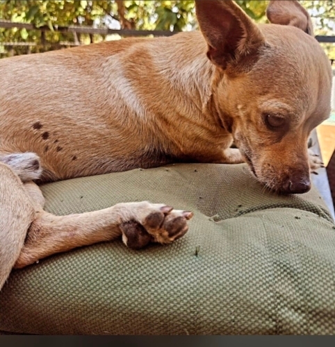Ðosemealti Yeşilbayır 3.8 Kg minicik bir can (Antalya) fotoğraf