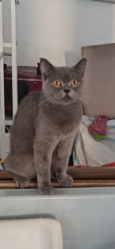 Pamuk gibi bir kız fotoğraf
