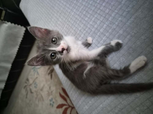 Sokağa atılmış yavru cins kedi fotoğraf