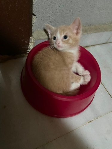 Minik dostumuz ömürlük yuvasını arıyor🧡 fotoğraf