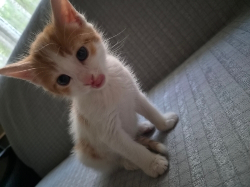 1.5 aylık sarman fotoğraf