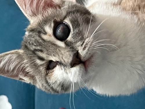 Çekingen, naif, melek huylu; ACİL AİLE ARANIYOR fotoğraf