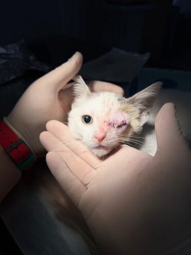 Tek gözlü güzellik yuva arıyor fotoğraf