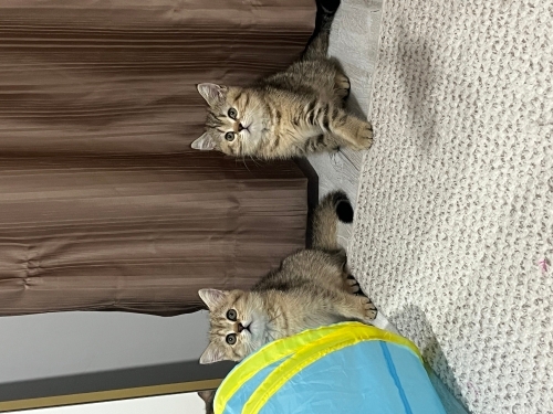 2 dişi kardeş ömürlük yuva arıyoruz fotoğraf