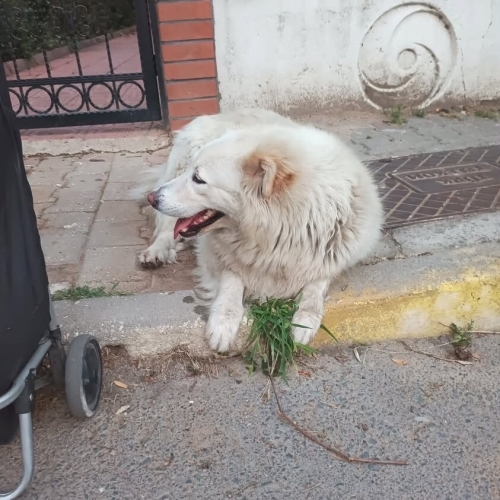 ÇOK ACİL YUVA GÜVENLİ YER ARANIYOR fotoğraf