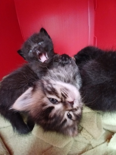 YUVAMIZI ARIYORUZ fotoğraf
