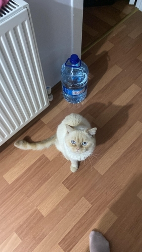 🐾 Tam Bir İnsan Canlısı Şans, Ömürlük Ailesini Arıyor fotoğraf
