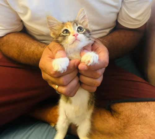 Acil Yuva Arıyorum fotoğraf