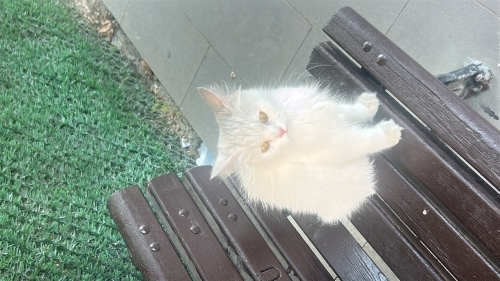 ACİL YUVA ARANIYOR fotoğraf