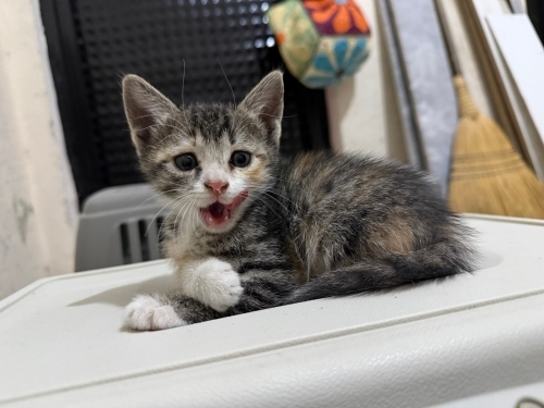 Küçük Oyuncu Kedi fotoğraf